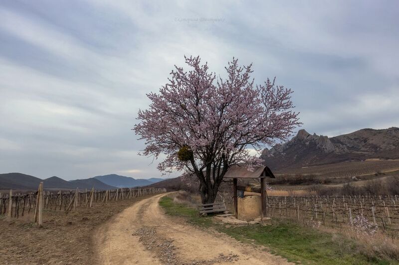 крым, весна, горы, пейзаж, судак, цветы Миндаль Айванской долины фото превью