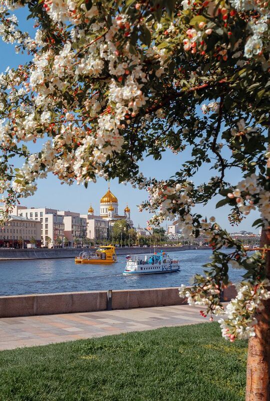 москва, весна, яблони, храм христа спасителя, архитектура, городской пейзаж, moscow, spring Весна в Музеоне фото превью