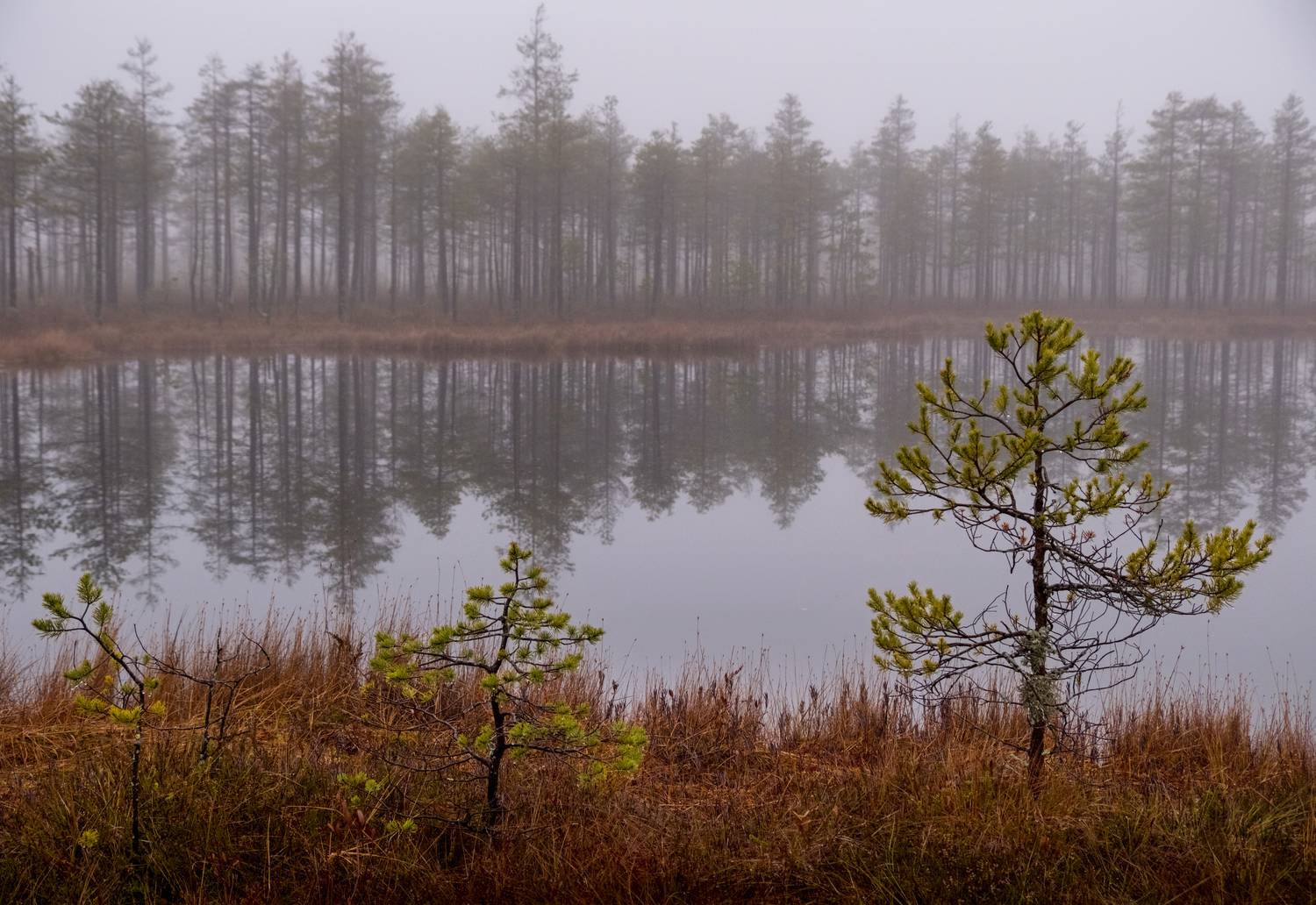 болото, нд, ленинградская область, север, ленобласть, русский север, ленобласть нд, туман, туманы, туманы нд, Демкина Надежда