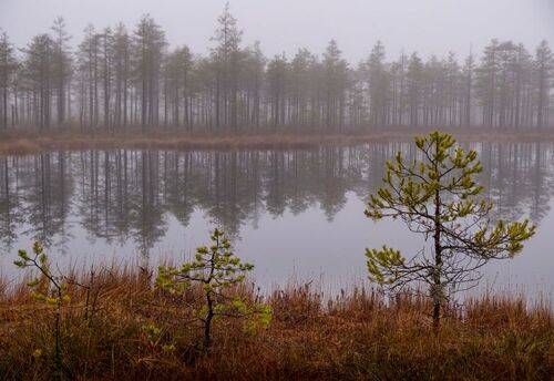 Туманы северных болот