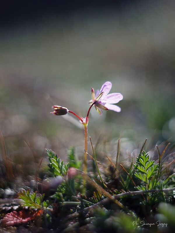 *** фото превью