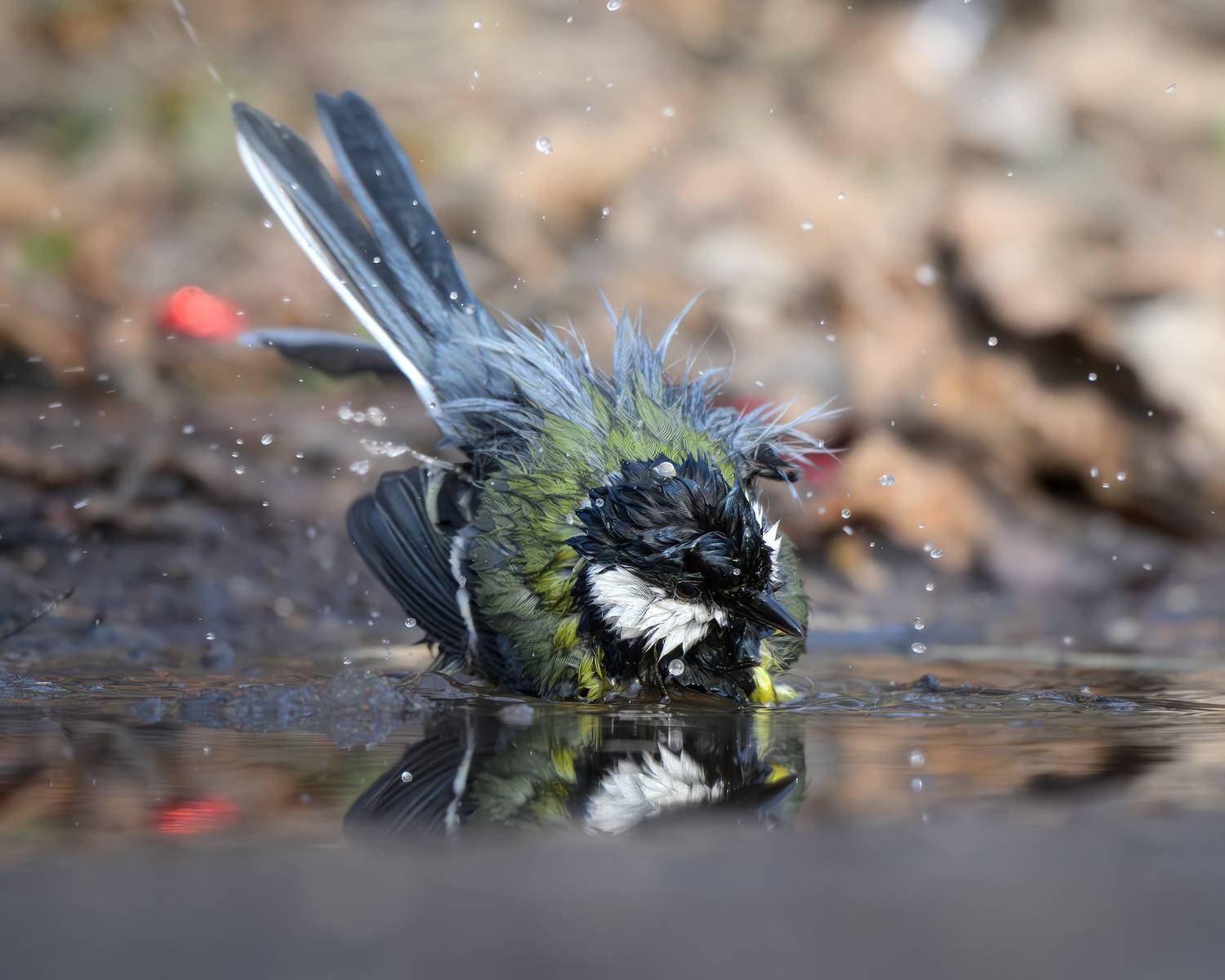 лазоревка, птицы, Москва, лес, природа, весна, Михаил Ездаков