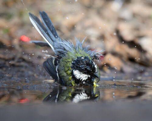 Большая синица