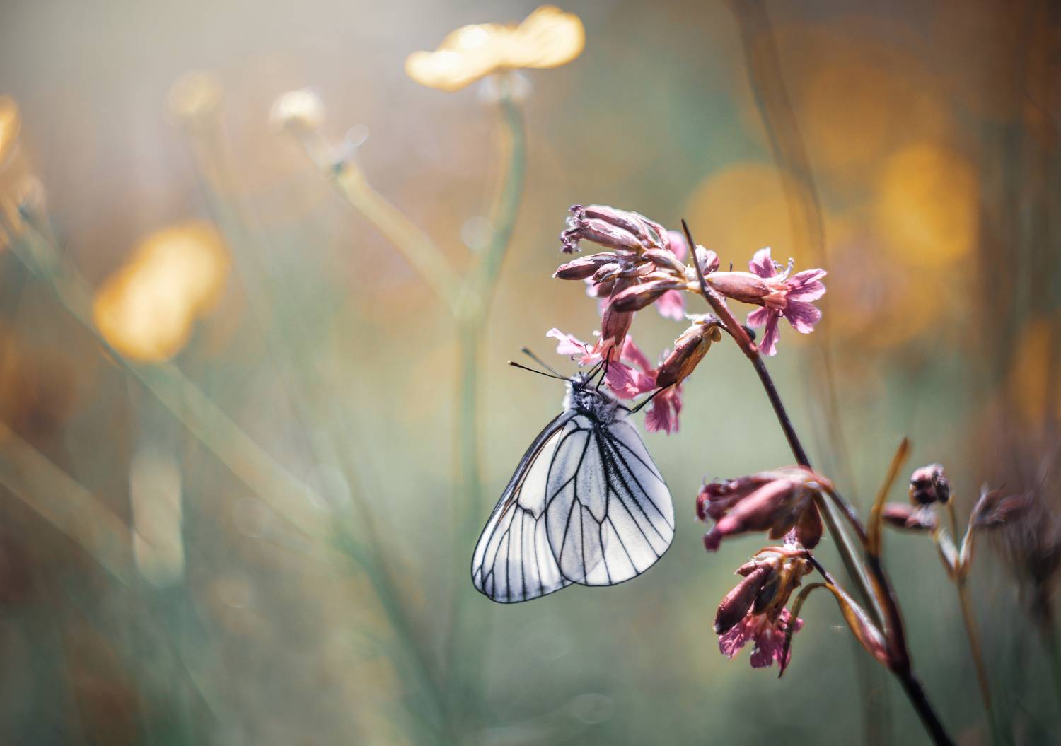 , Лапшина Владлена