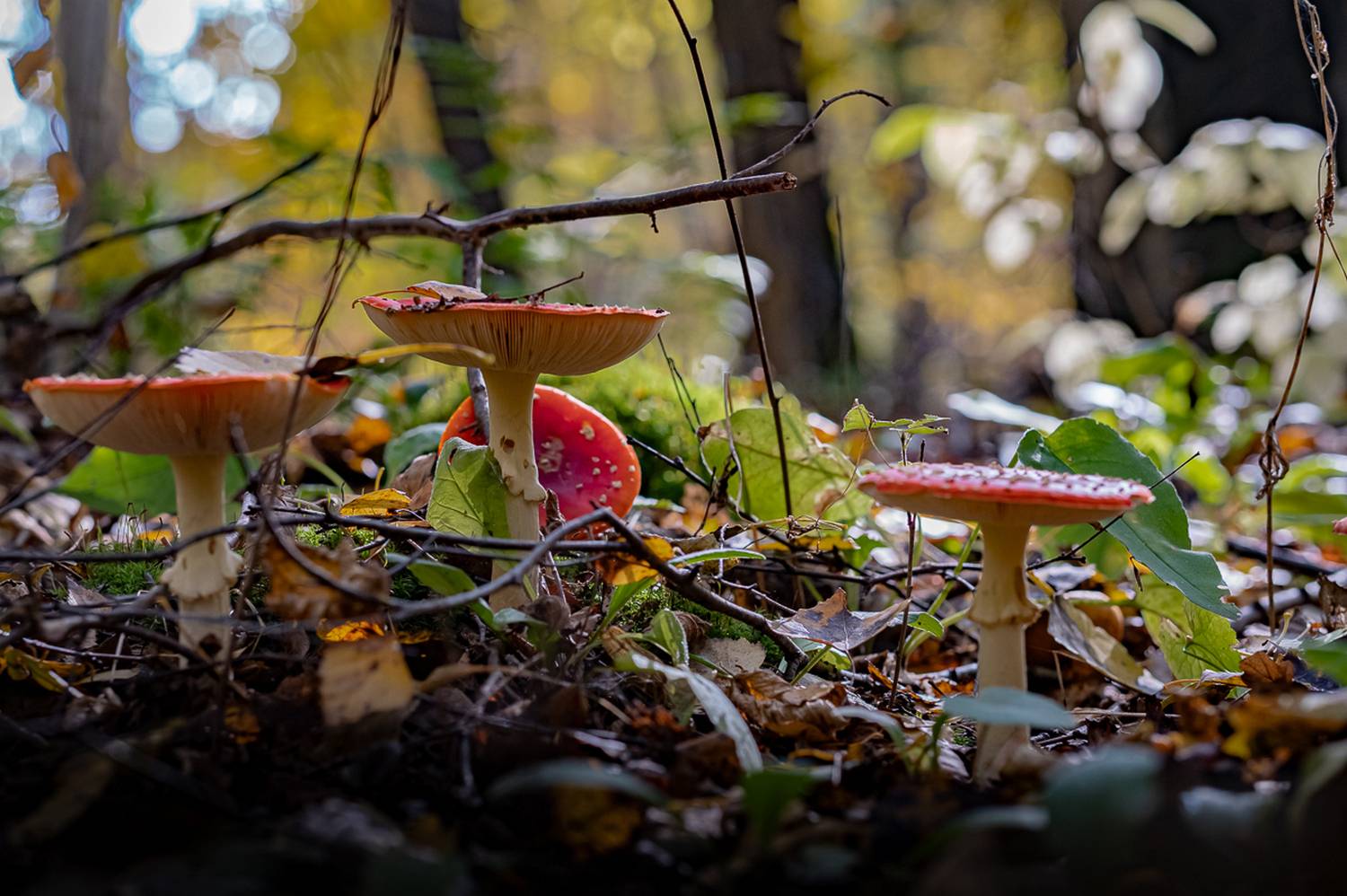 природа,грибы, Виктор Парщиков