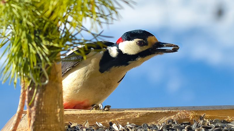 птицы, дятел, средний пестрый, на кормушке,  шустрый дятел фото превью