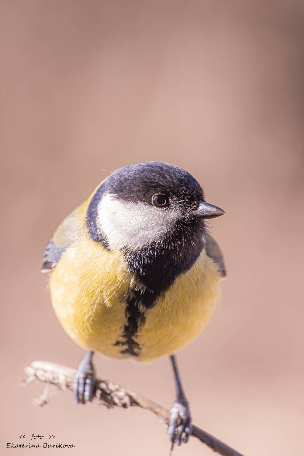 , Бурикова Екатерина