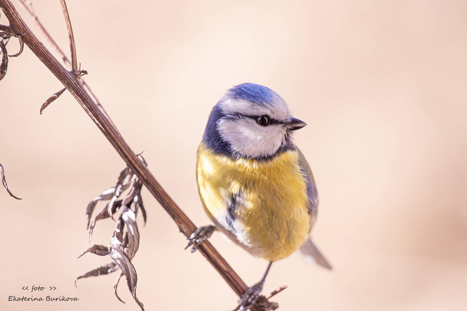 , Бурикова Екатерина