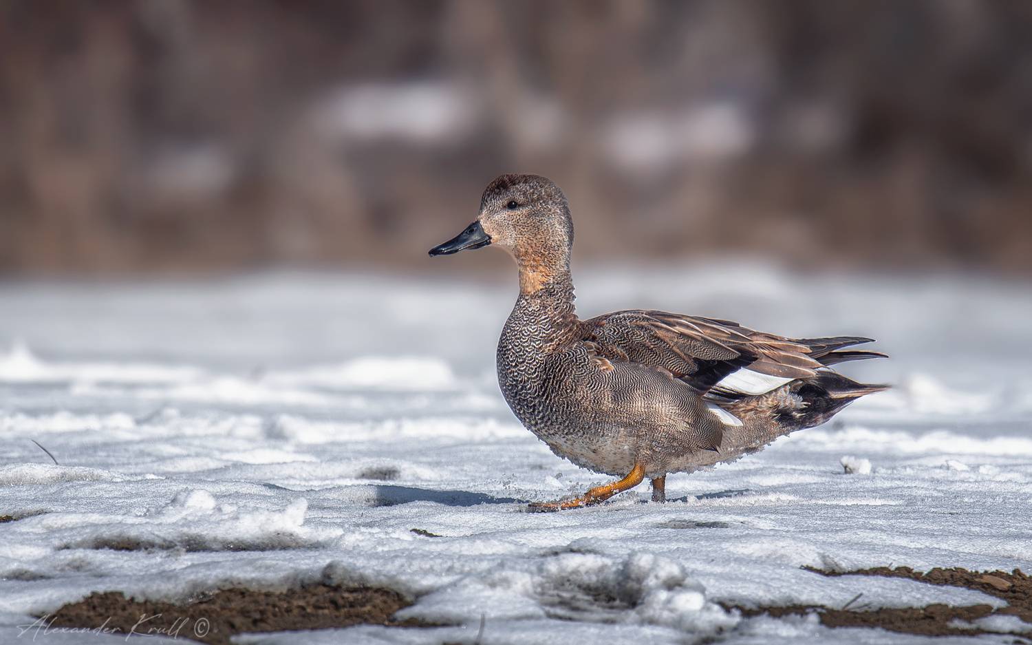 утка, серая утка, mareca strepera, Круль Александр