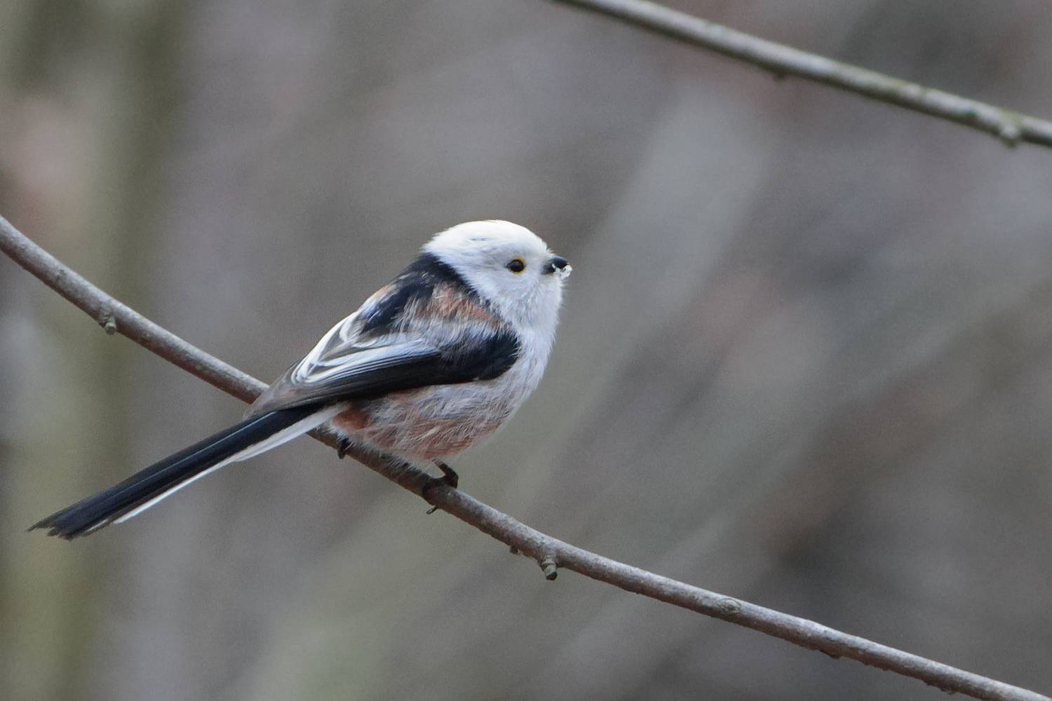синица, длиннохвостая синица, ополовник, aegithalos caudatus, КарОл