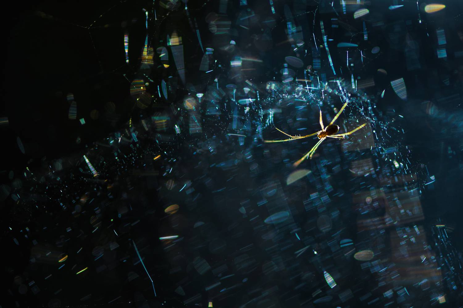 Паук, паутина, космос, Соварцева Ксения