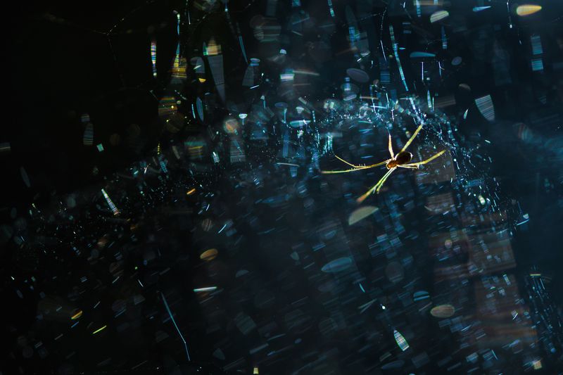 Паук, паутина, космос На просторах космоса фото превью