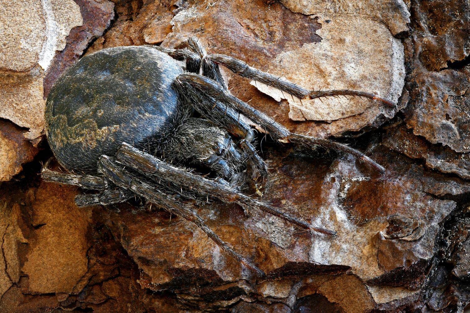 , Антон Финевич