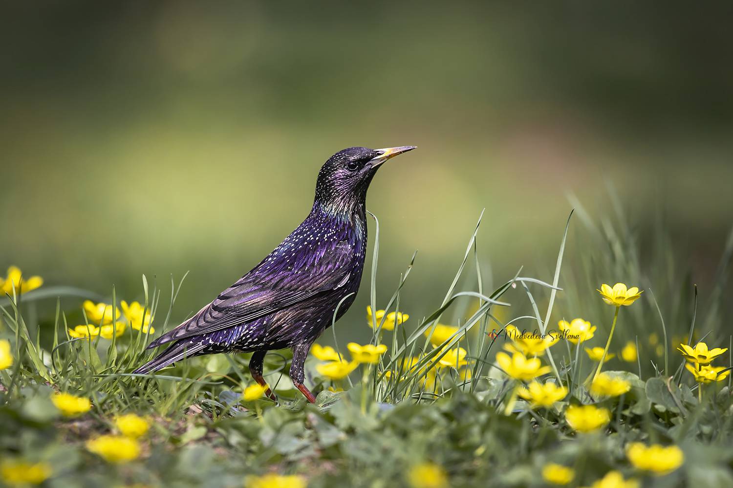 фотоохота, весна, птица, скворец, Медведева Светлана