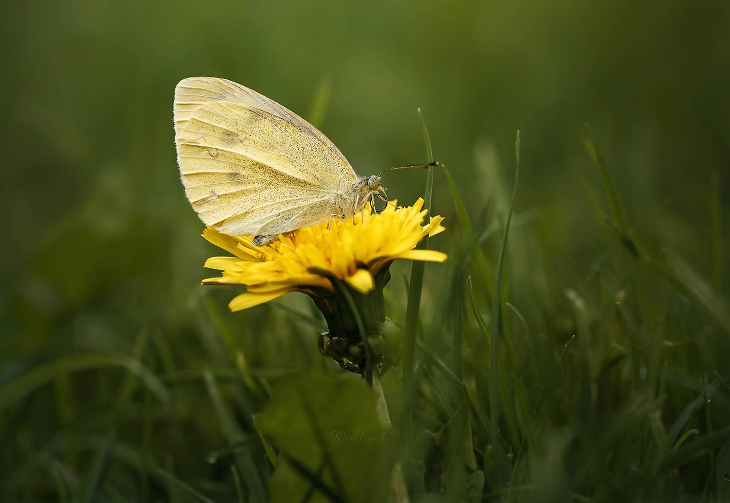 бабочка, лето, макро, Ершова Юлия