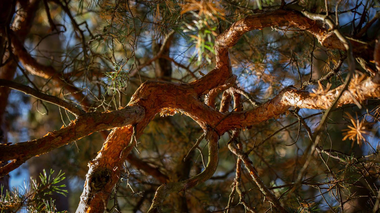 , Бравичева Анастасия