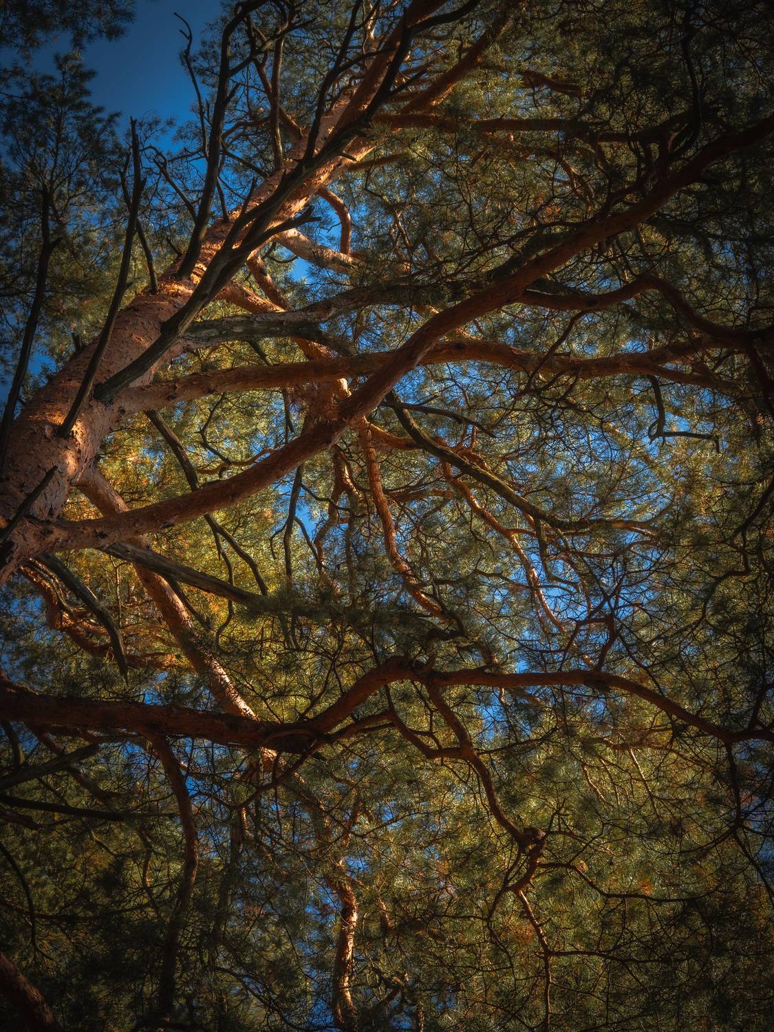 , Бравичева Анастасия