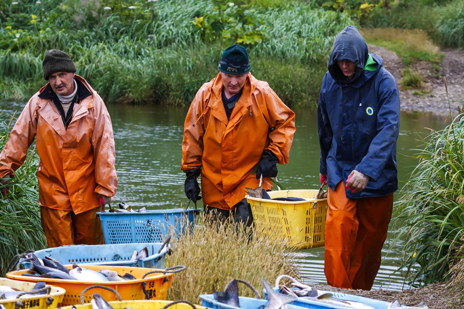 рыбаки, рыба, лосось, корзины, остров беринга, Уткин Дмитрий