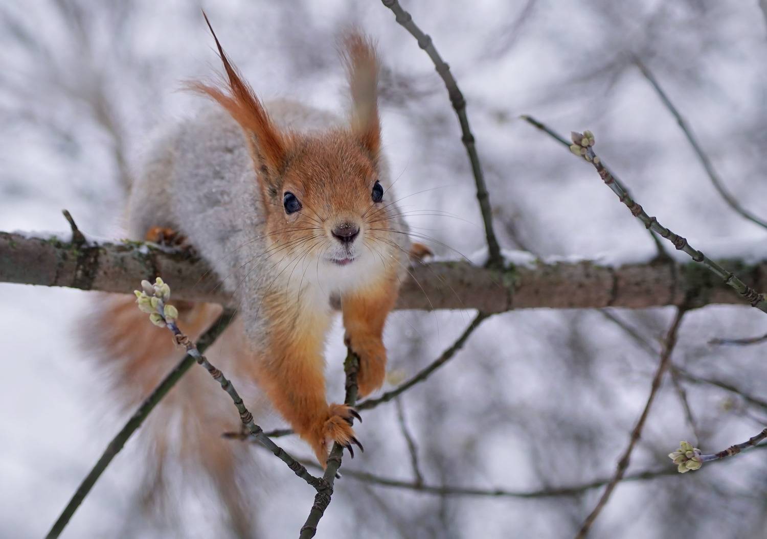 Белка, Чепленко Алексей