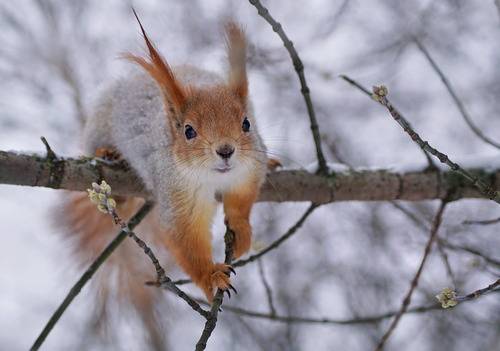 В ожидании вкусняшки