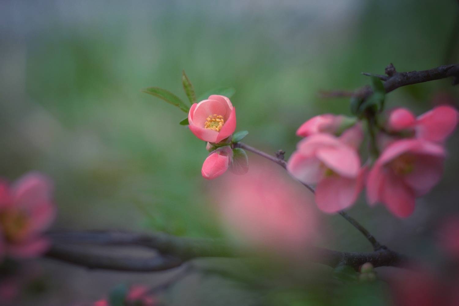 , Юлияна Стоянова