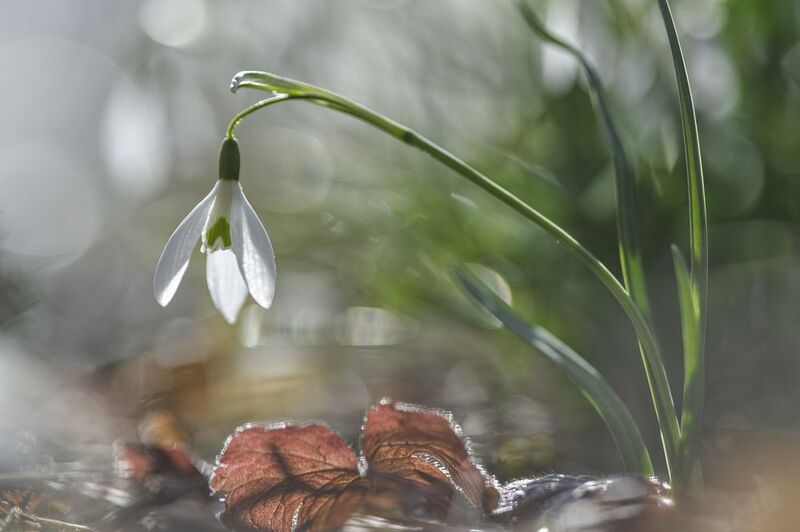 Snowdrop фото превью