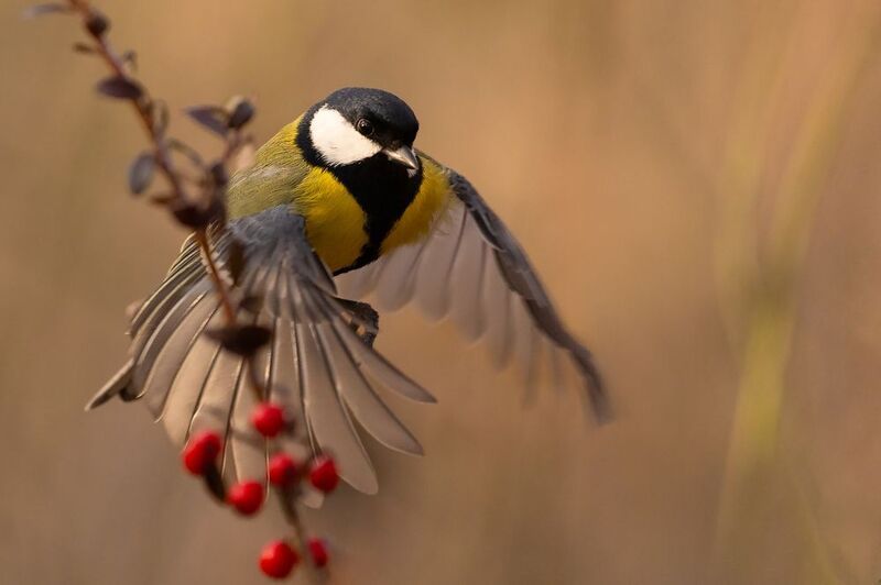 Titmouse фото превью