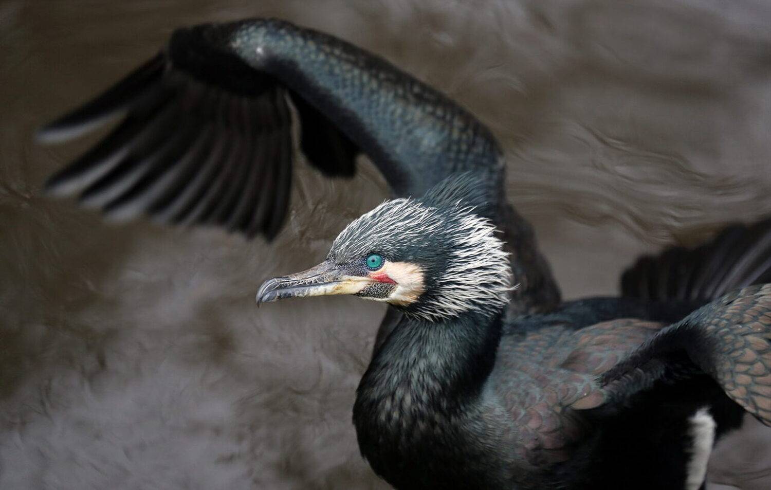 , Бибичков Михаил