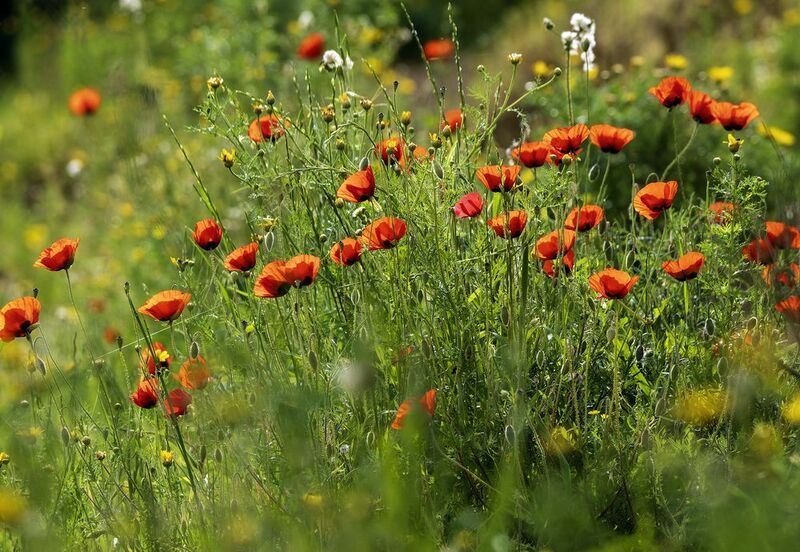 Весна в разгаре. фото превью
