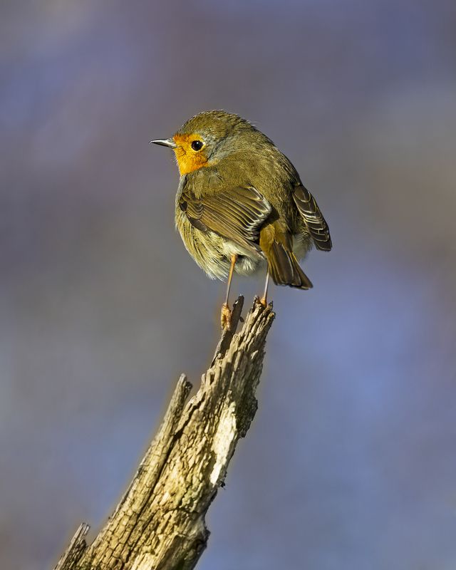 Малиновка фото превью
