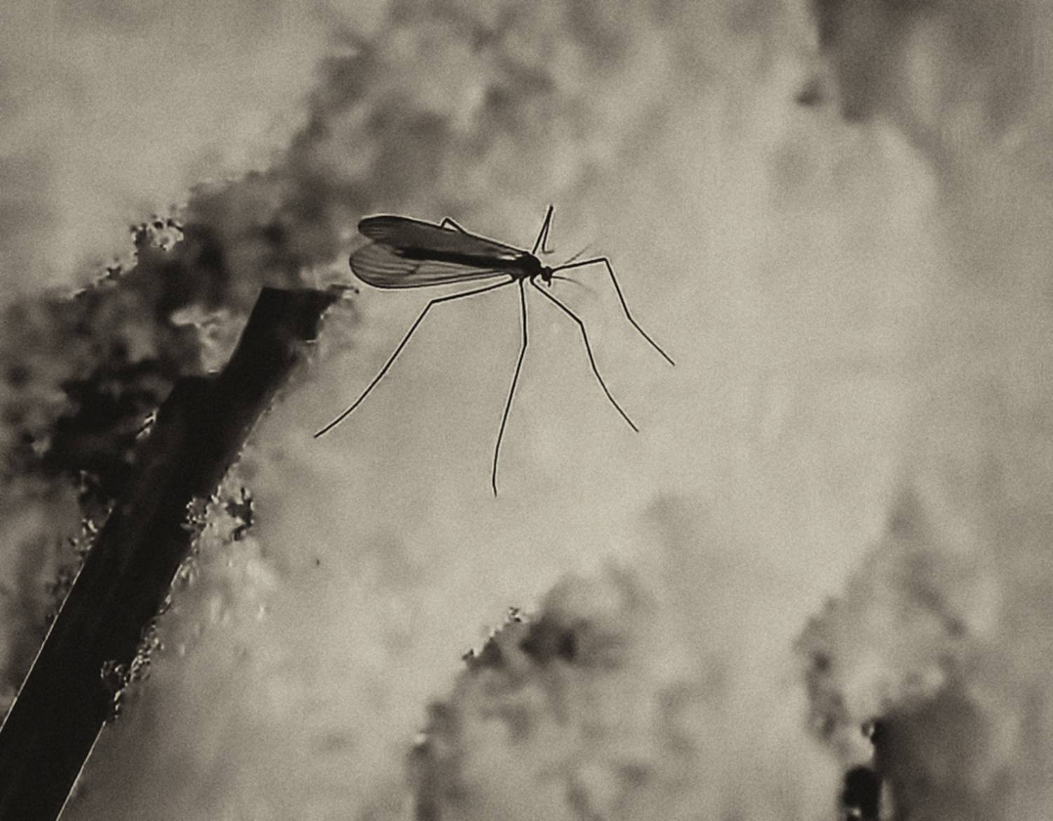 , Савоцкий Роман