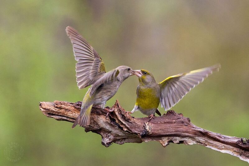 Обыкновенная зеленушка - Lens and Feathers фото превью