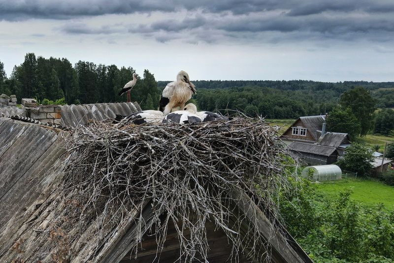 Семья аистов Семейка фото превью