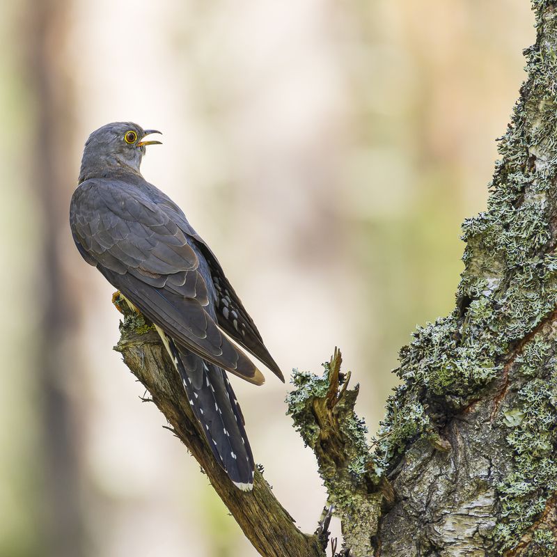 кукушка  фото превью