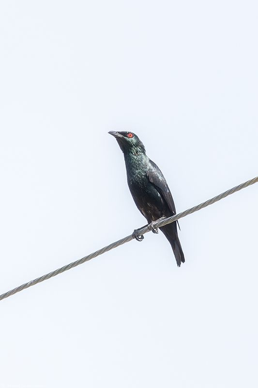 Азиатский блестящий скворец Азиатский блестящий скворец фото превью