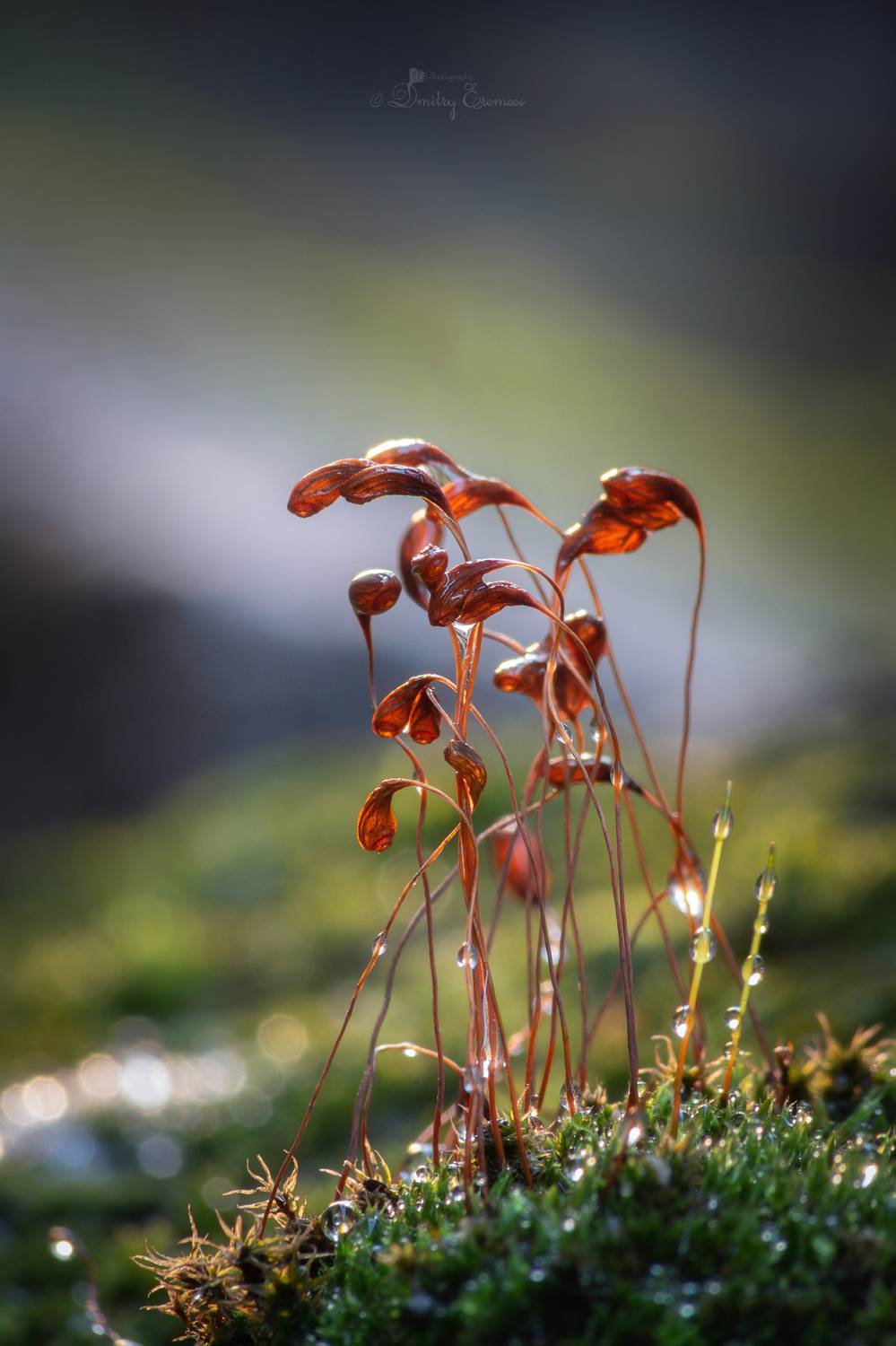 , Еремеев Дмитрий