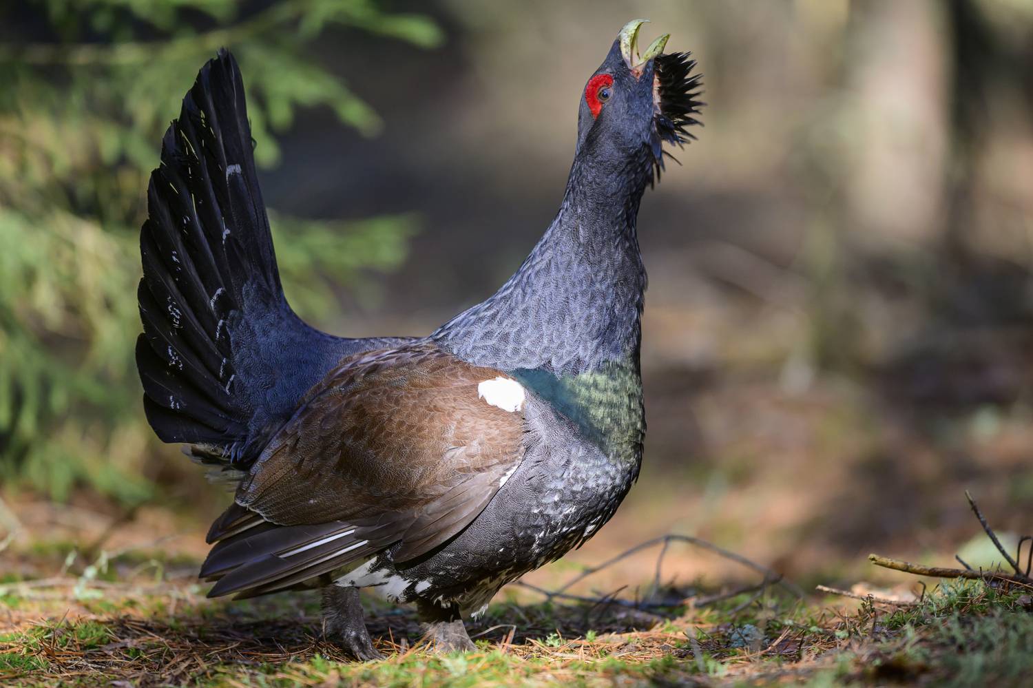 , Пупонин Сергей