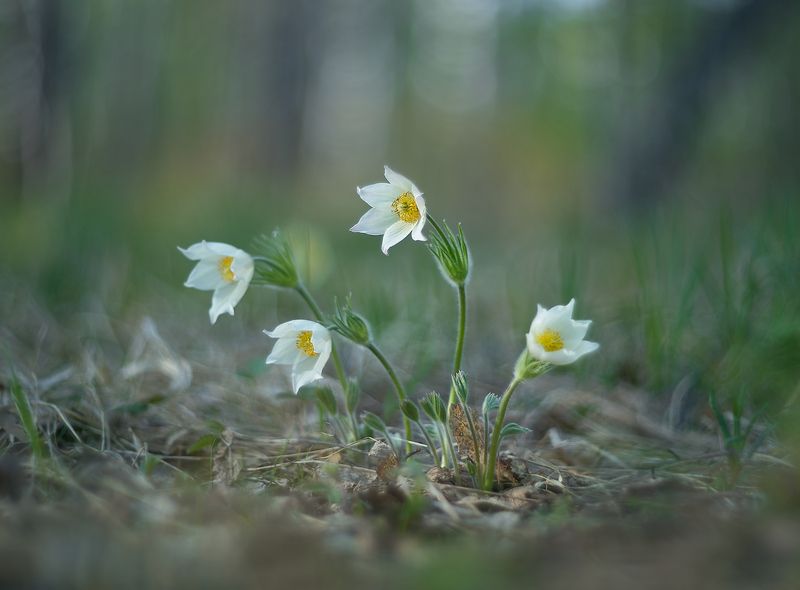 вот и весна фото превью