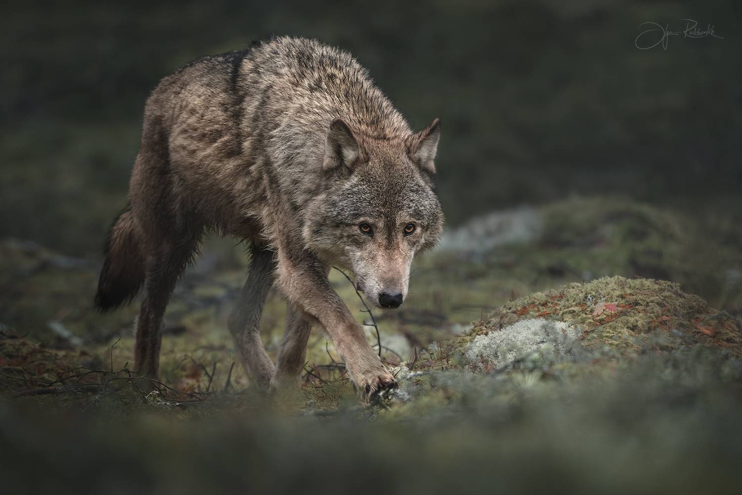 canis lupus, wolf, волк, волки, хищник, Рудченко Ольга