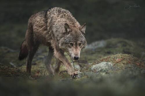 Лесными тропами