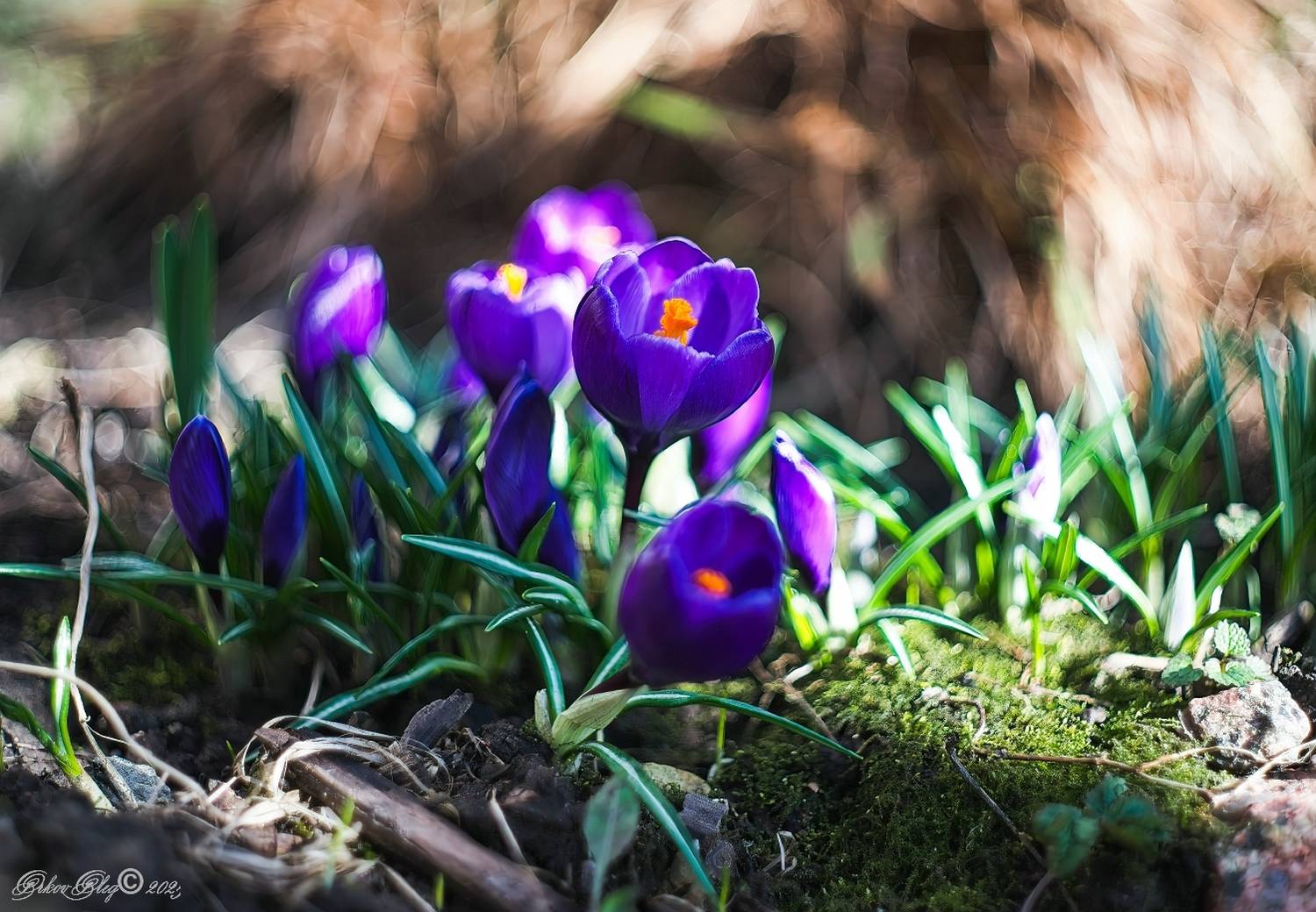 , Орлов Олег