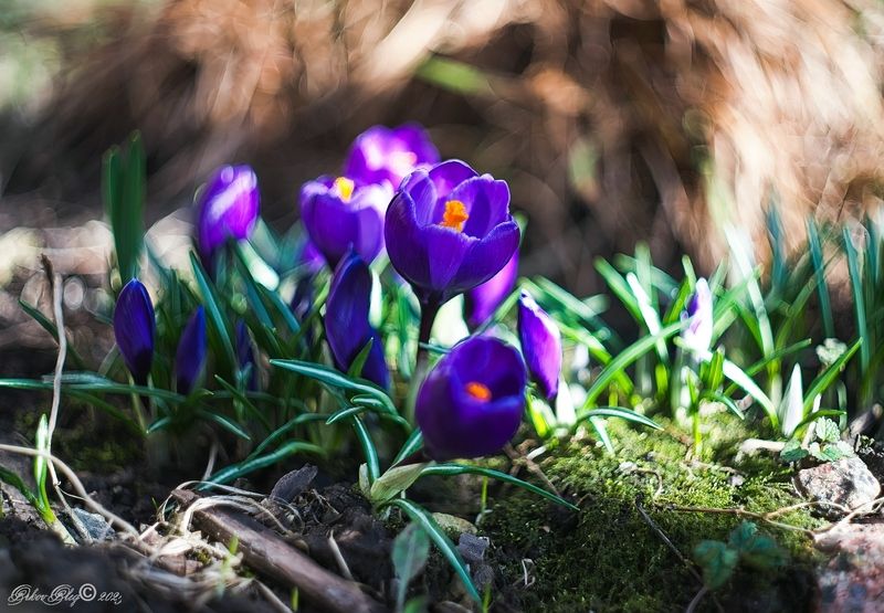 *** фото превью