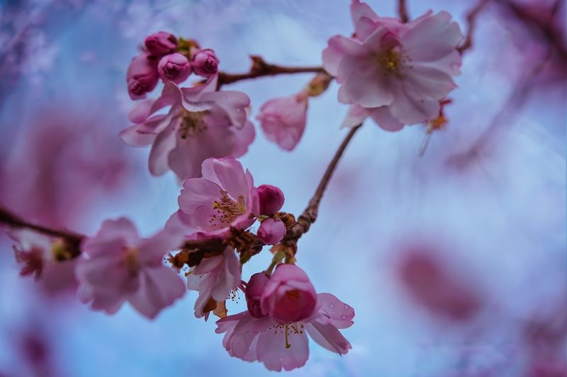 Сакура фото превью