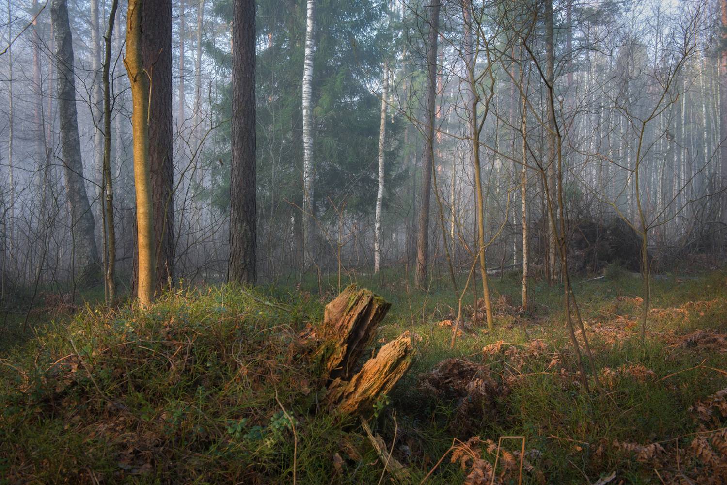 утро туман лес март свет вязниковский район, Алексеев Дмитрий