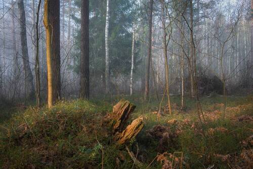 Утренний этюд. Март.