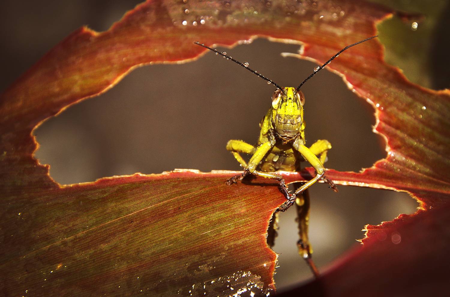 ,  I Made Arya Dwita Dedok