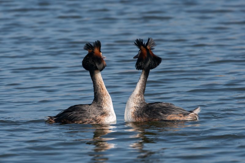 большая поганка, чомга, брачный танец, podiceps cristatus, great crested grebe, breeding season Воображули фото превью