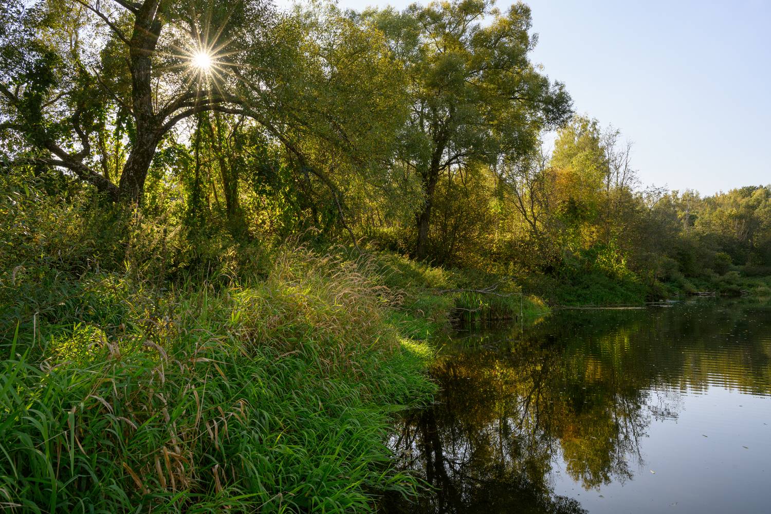 tree, nature, forest, lake, river, summer, sundet, sun, light, water, landscape, shadows, sunstars, Андрей Козлов