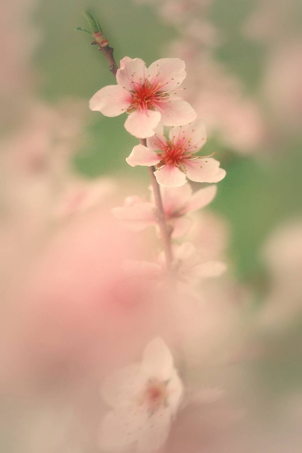 , Юлияна Стоянова