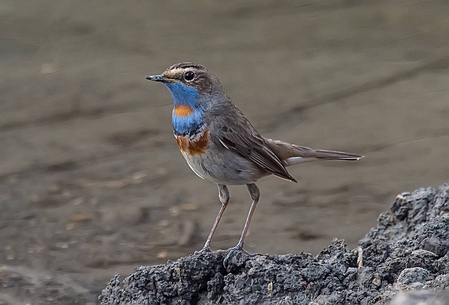 варакушка, кабардино-балкария, Хасан Журтов